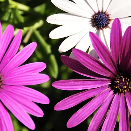 Charming 4 Bedrooms View Private Pool كامينيا