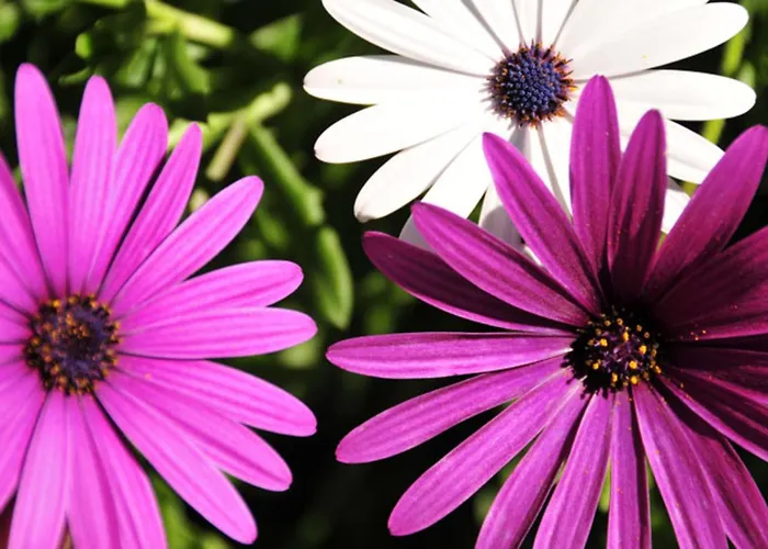 Charming 4 Bedrooms View Private Pool Caminha